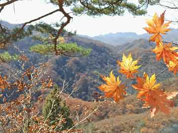 大阳山村委会最新交通新闻